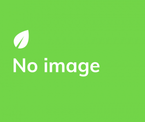 Google có phạt các bài viết copy không?